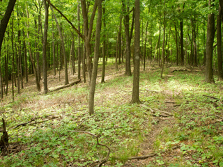 WoodsHealthy