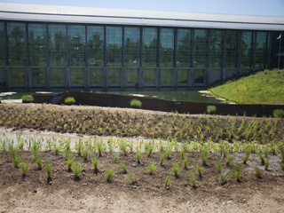 Rain Garden